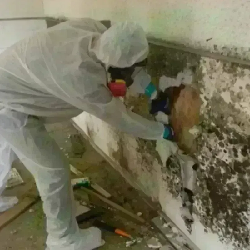 Mold Remediation and Removal in Holiday Heights, NJ